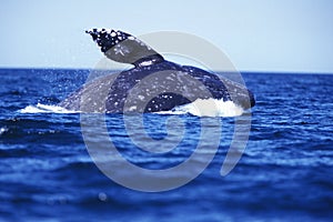 BALEINE GRISE eschrichtius robustus