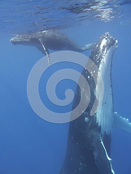 Baleine Ã  bosses whale