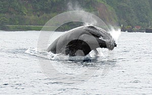 Baleine Ã  bosses whale