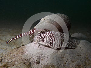 Baler Shell - Melo amphora photo