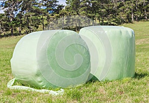 Bales of green crop silage, wrapped up in white plastic for storage.