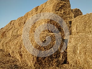 Bales of harvest wheat. Big stacks on the sun in early autumn