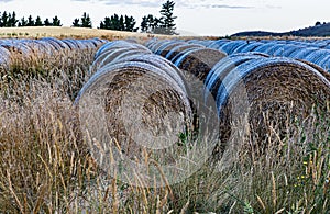 Bales of hay on a Barley field with a backdrop of the Southern Alps at sunset in Wanaka Otago New Zealand