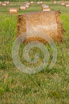 Bales of hay drying in a sunny field, close up shot for the main subject.