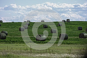Bales of Hay on a farm field in Alberta After Harvest