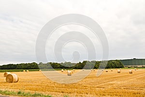 Bales of hay on the field