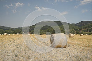 Bales of hay in a field of already harvested wheat