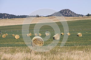 Bales of Hay in Field with Center Pivot Behind