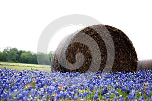 Bales of hay in a field of wildflowers