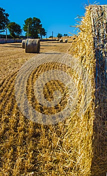 Bales of hay in the fields in summer