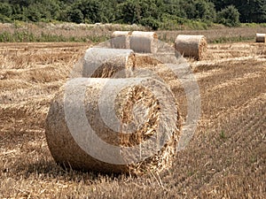 Bales of hay in the meadow, Haystacks on the field, Twisted haystack on agriculture field landscape, Round dried