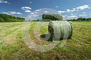 Bales of hay in the meadow, Nowiny, eastern Poland
