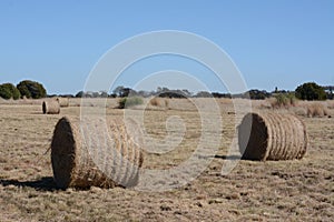 Bales of hay reedy for animals to eat.