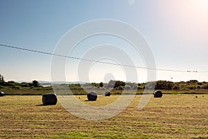 Bales of hey in a field. Agriculture and farming industry. Warm sunny day. Stock of winter season concept