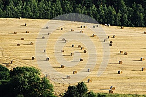 Bales of hey on harvested agriculture field