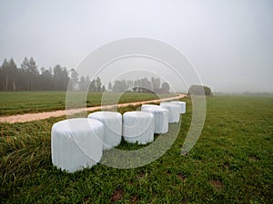 Bales of hey wrapped in white plastic in a field at sunrise. Nobody. Calm and relaxed nature scene with agriculture land, forest