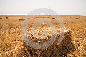 Bales in line on the ground after mowing the wheat field to feed the farmer\'s cattle. Stubble plot with straw bales