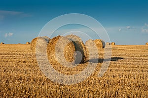 bales roll and stubble in the field, harvesting time in agriculture