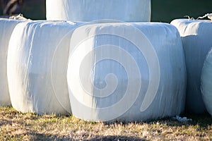 bales silage haylage foiled on field