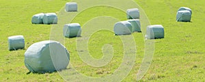 Bales of silage wrapped in white plastic at the green field in s