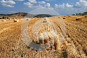 Bales of starw in a field