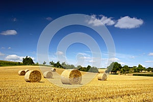 Bales of straw photo