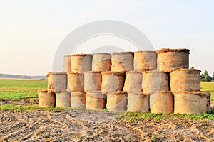 Bales of straw cylindrical form are stacked in even rows on the field