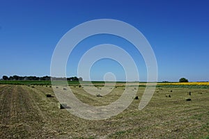 Bales of straw. Field in Vojvodina