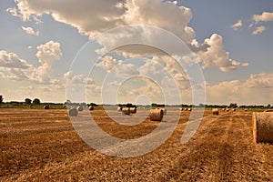 Bales of straw after harvest in stubble under a blue sky and white clouds