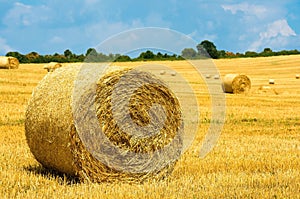 Bales of straw. Levels after the harvest