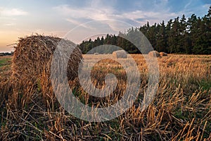 Bales of straw on a mown wheat field after harvesting on the background of the forest.