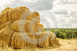 Bales of yellow golden straw stacked in a pile at the farm with blue sky on the background . Food for Farm animals.