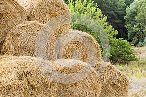 Bales of yellow golden straw stacked in a pile at the farm with blue sky on the background . Food for Farm animals.