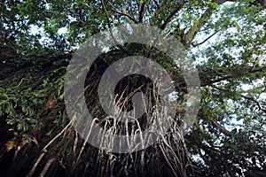 Balete Strangling Fig Tree photo