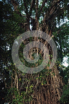 Balete Strangling Fig Tree