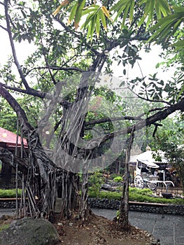 Balete tree