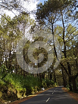 Bali, 08 May 2023 :  A white line in the middle of the road in the pine forest and a motorcycle on the side on a sunny summer day