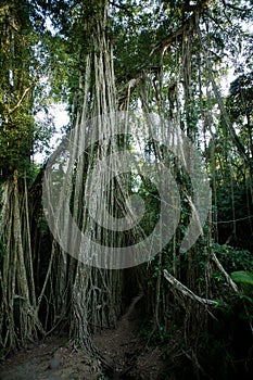 Bali Banyan Tree in tropical forest