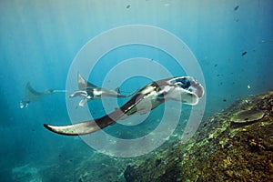 Bali - diving with manta rays