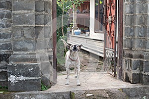 Bali dog guarding his home