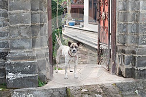 Bali dog guarding his home