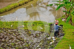 Bali farmer using tiller tractor in rice field.