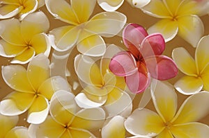 Bali - Frangipani