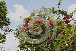 Bali Frangipani and Bougainvillaea in bloom photo