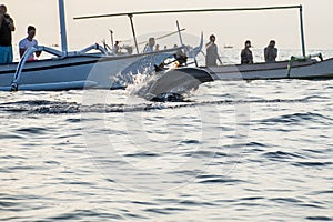 Bali free Dolphin Watching boat Lovina Beach