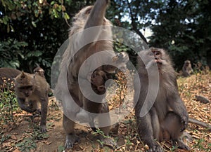 Bali: A herd of Pavian-Monkeys