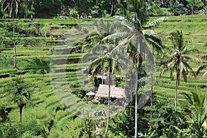 Bali Indonesia ricefield ever seen