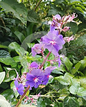 Bali Island, 22 May 2023 : Beautiful Purple flower in the garden, Indonesia. Selective focus.