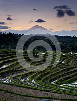 Bali - Jati Luwih Rice Terraces
