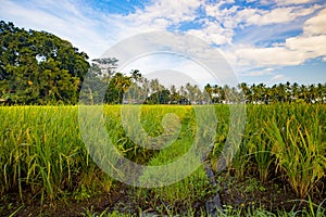 Bali landscape. Rice paddies, palm trees, blue sky with white clouds. Scenic panoramic view. Green rice fields. Farming concept.